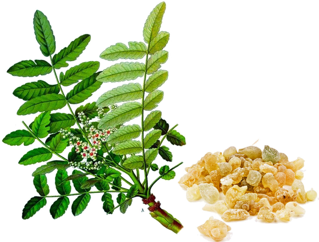 Frankincense for Skin & Hair: Benefits, Uses, and Natural Beauty Tips
